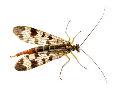 böcek üzerinde beyaz izole