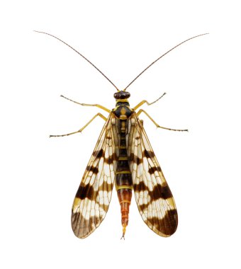 böcek üzerinde beyaz izole