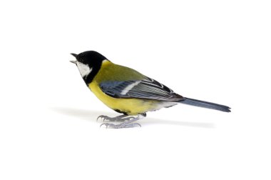 büyük baştankara üzerinde beyaz izole