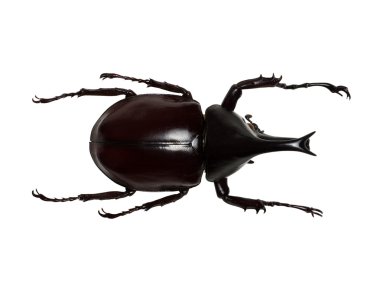 böcek üzerinde beyaz izole