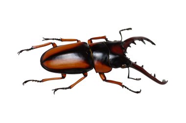 böcek üzerinde beyaz izole