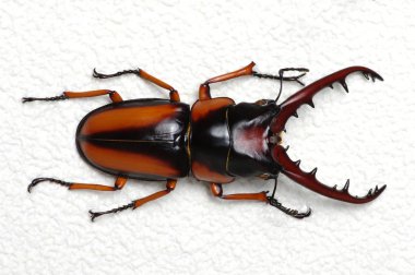 böcek üzerinde beyaz izole