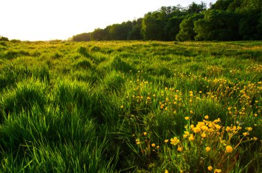 Bahar Çiçekleri Tarlası 