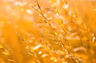 Yaz çiçeklenme çimen