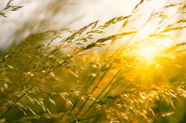 Yaz çiçeklenme çimen