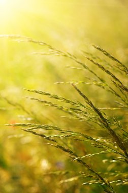 Yaz çiçeklenme çimen