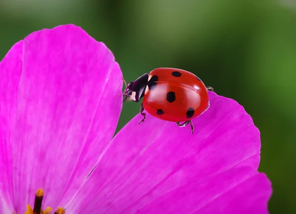 Uğur böceği ve çiçek — Stok fotoğraf