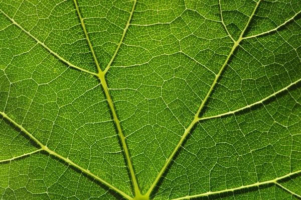 Green leaf texture — Stock Photo, Image