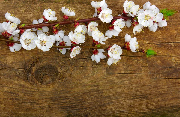 Spring  flower on wood — Stock Photo, Image