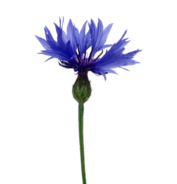 水滴でタンポポの花 — ストック写真