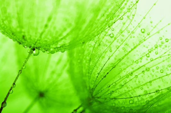 Flor de diente de león con gotas de agua — Foto de Stock