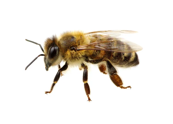 A fehér méhecske — Stock Fotó