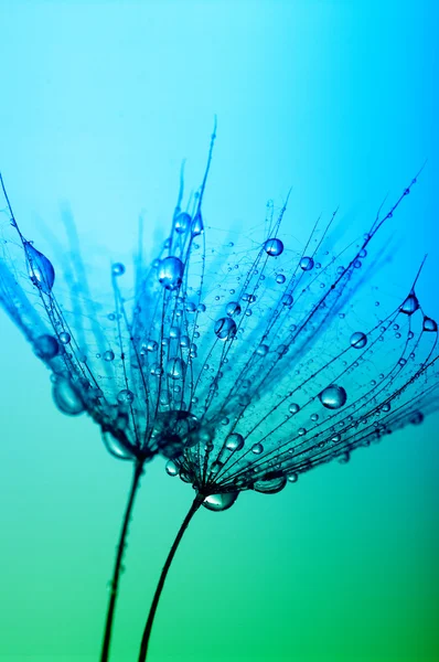 Flor de diente de león con gotas de agua — Foto de Stock