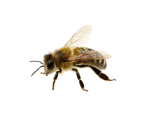 Abeja en el blanco — Foto de Stock