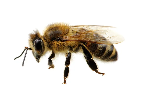 Bee biały — Zdjęcie stockowe