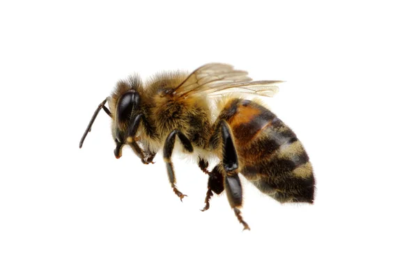 Bee op de witte — Stockfoto