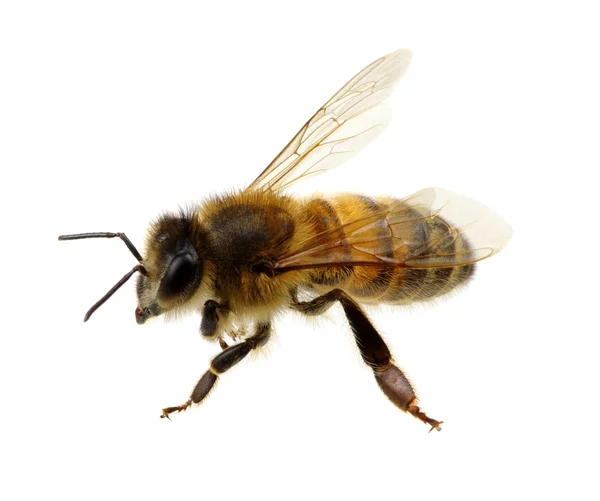Včela na bílé — Stock fotografie