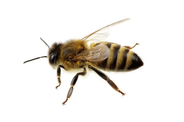 Bee biały — Zdjęcie stockowe