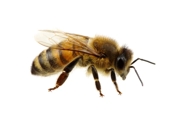 Bee on the white — Stock Photo, Image