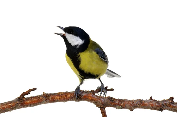 Grande tit isolado no branco — Fotografia de Stock