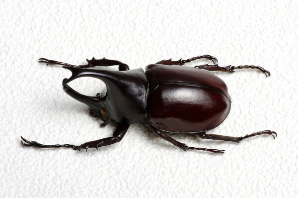 Насекомое изолировано на белом
