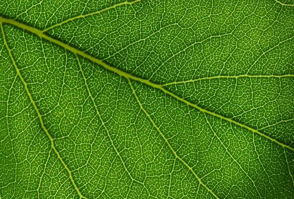 Green leaf texture — Stock Photo, Image