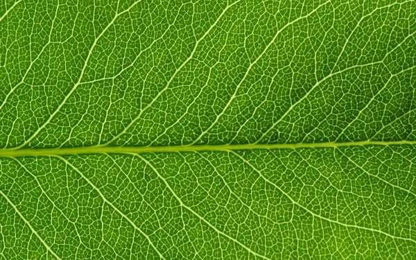 Textura de folha verde — Fotografia de Stock