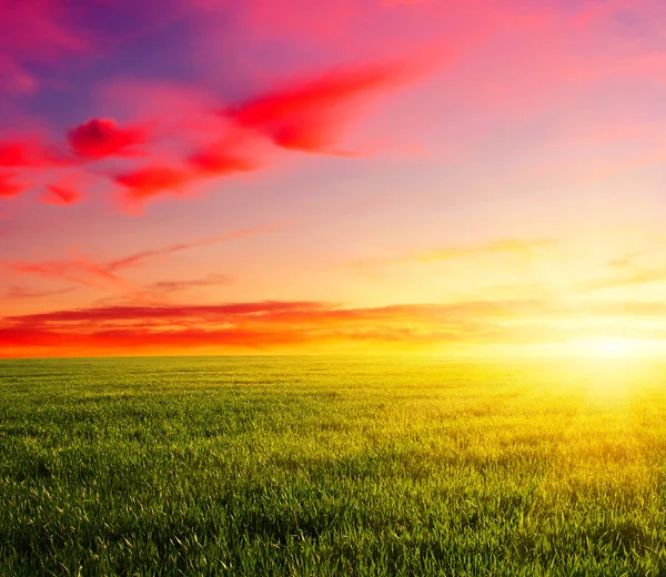 Sunset on field — Stock Photo, Image