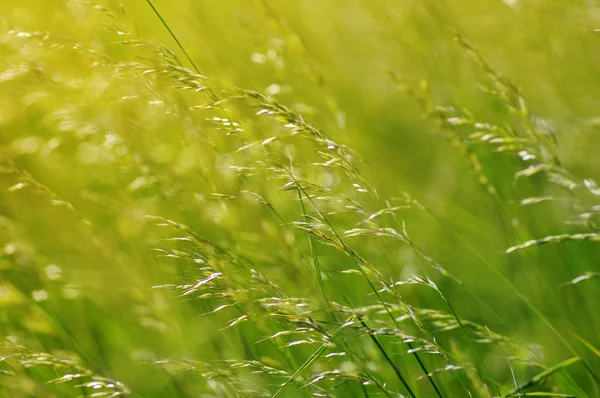 Sommaren blommande gräs — Stockfoto