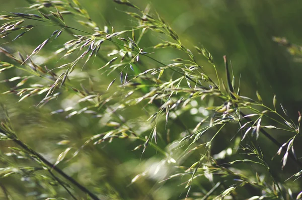 Sommer blühendes Gras — Stockfoto