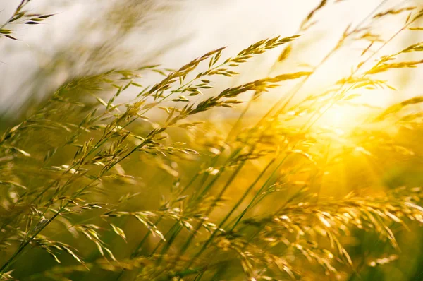 Summer flowering grass — Stock Photo, Image