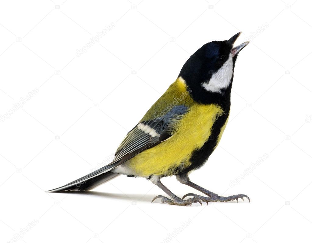 great tit isolated on white