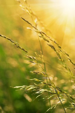 Yaz çiçeklenme çimen