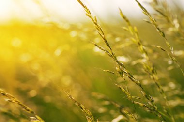 Yaz çiçeklenme çimen