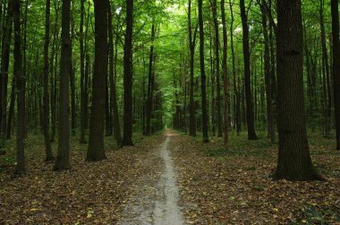 Yeşil ormandaki ağaçlar 