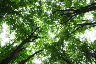 Yeşil ormandaki ağaçlar 