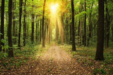 Yeşil ormandaki ağaçlar 