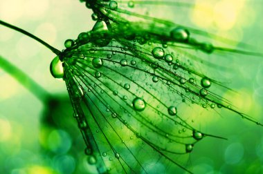 Karahindiba çiçeği