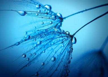 Karahindiba çiçeği