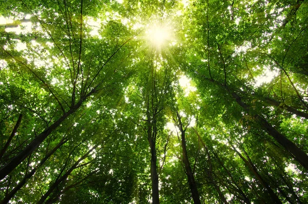 Bomen in een groen bos — Stockfoto