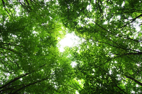 푸른 숲 속의 나무들 — 스톡 사진