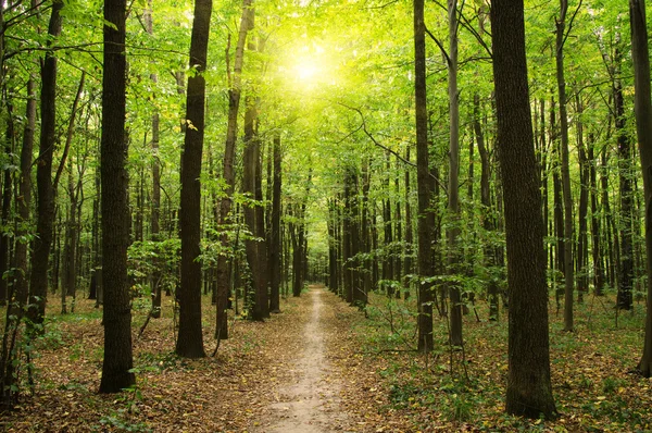 Alberi in una foresta verde — Foto Stock