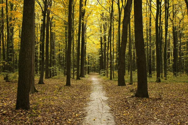 Trees in a green forest — Stock Photo, Image