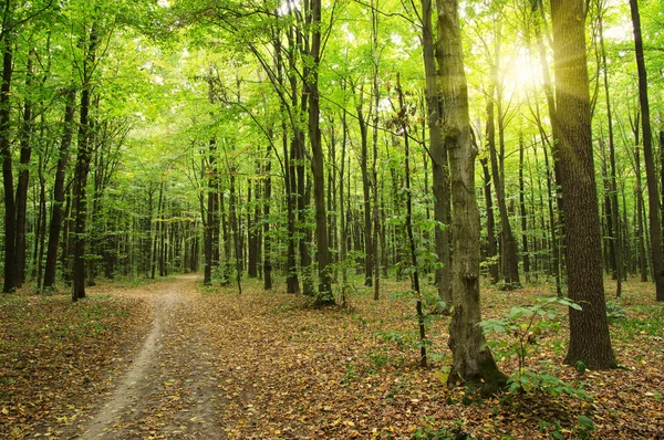 Trees in a green forest — Stock Photo, Image