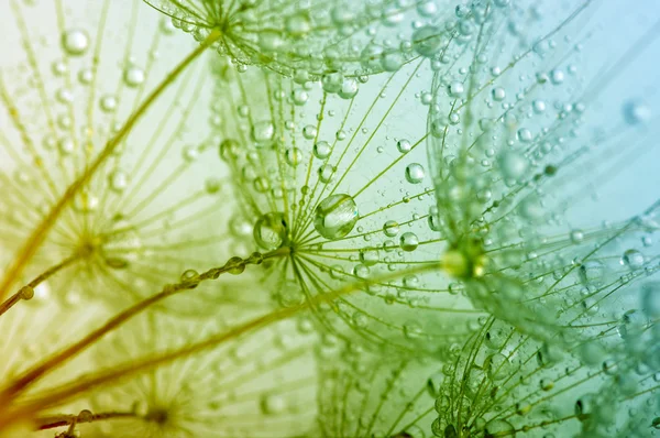 The dandelion flower — Stock Photo, Image