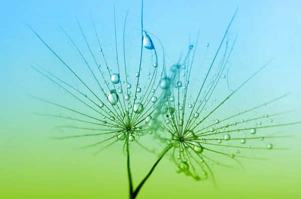 Die Löwenzahnblüte — Stockfoto