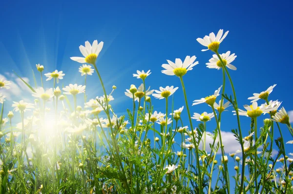 Daisy blommor på himlen — Stockfoto