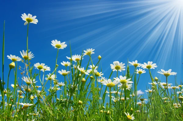 Madeliefjebloemen op sky — Stockfoto