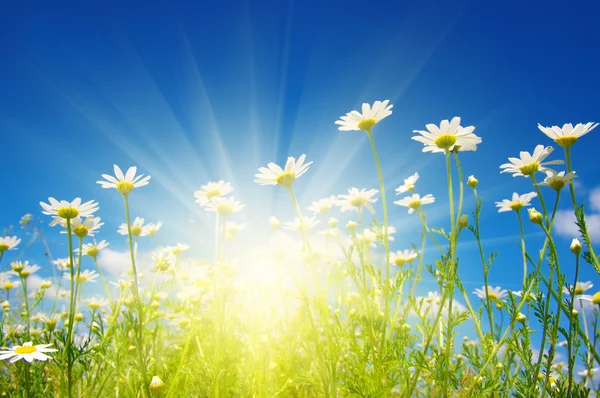 Daisy flowers on sky — Stock Photo, Image