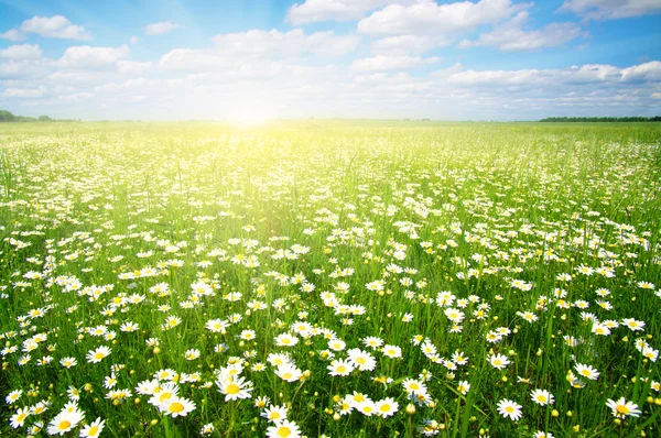 Daisy flowers on sky — Stock Photo, Image